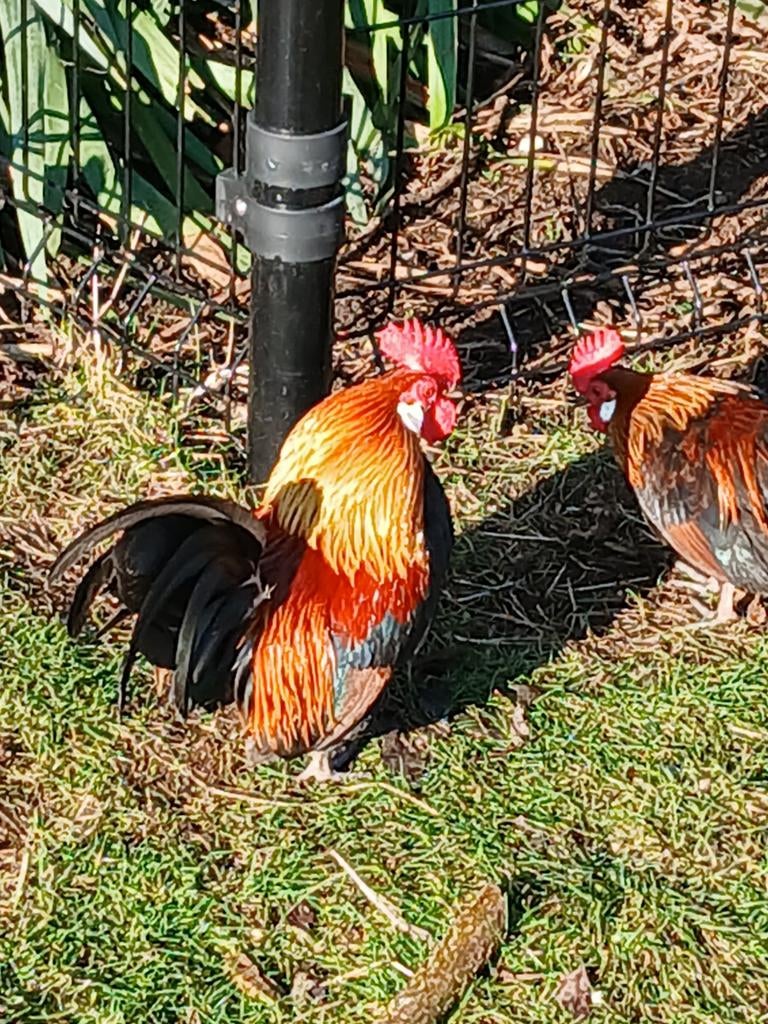 Gratis kriel haan, Dieren en Toebehoren, Pluimvee