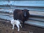 Mooie ouessant moeder met boklam, Dieren en Toebehoren, Schaap