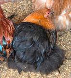 Cochin kriel kippen, Dieren en Toebehoren, Pluimvee