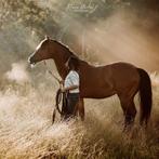 Prachtige ruin, Dieren en Toebehoren, Paarden, Ruin