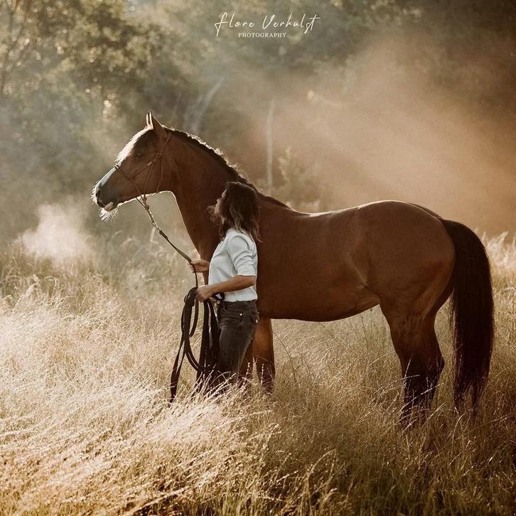 Prachtige ruin, Dieren en Toebehoren, Paarden, Ruin