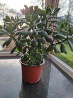 Vetplant, Maison & Meubles, Plantes d'intérieur, Enlèvement, Plante succulente