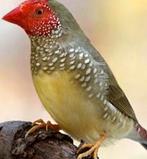 Te koop : Jonge Binsenastrilde 2025 - 50 euro koppel, Dieren en Toebehoren, Vogels | Overige Vogels