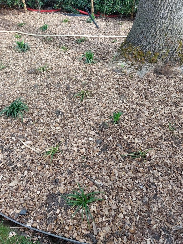 Houtsnippers, bodembedekker, Tuin en Terras, Ophalen