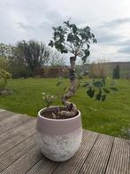 Prachtige Bonsai Ficus in stijlvolle tweekleurige pot, Halfschaduw, Overige soorten, Minder dan 100 cm, Ophalen