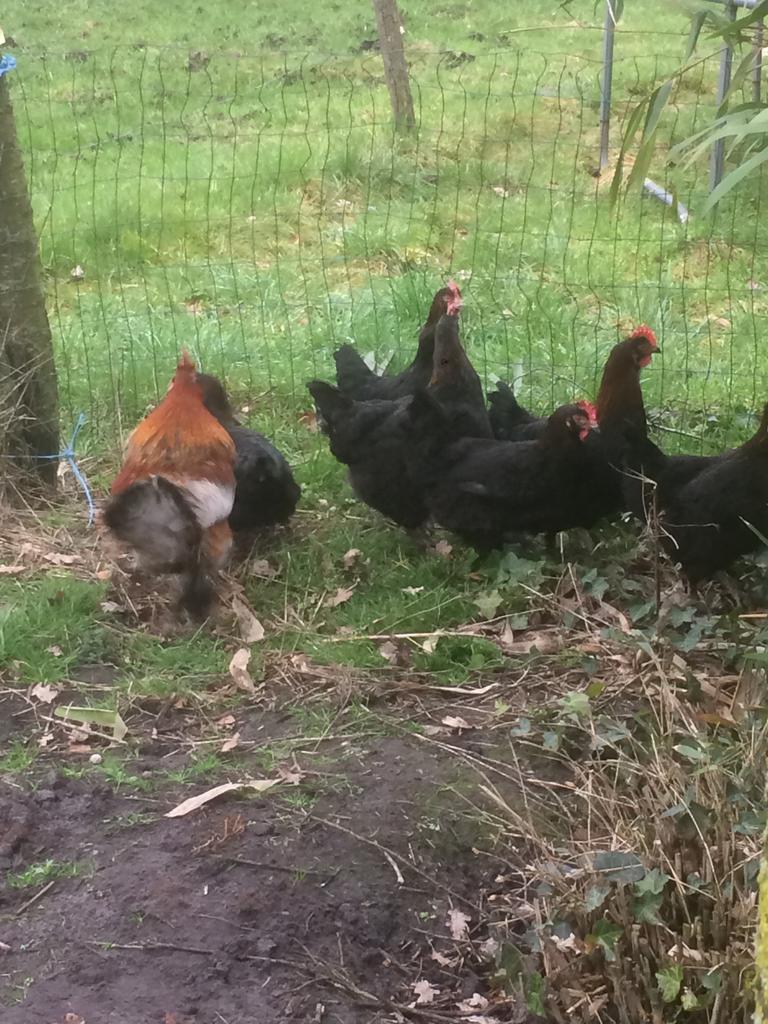 Marans kuikentjes, Animaux & Accessoires, Volatiles