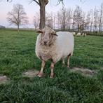 Schapenbok, Dieren en Toebehoren