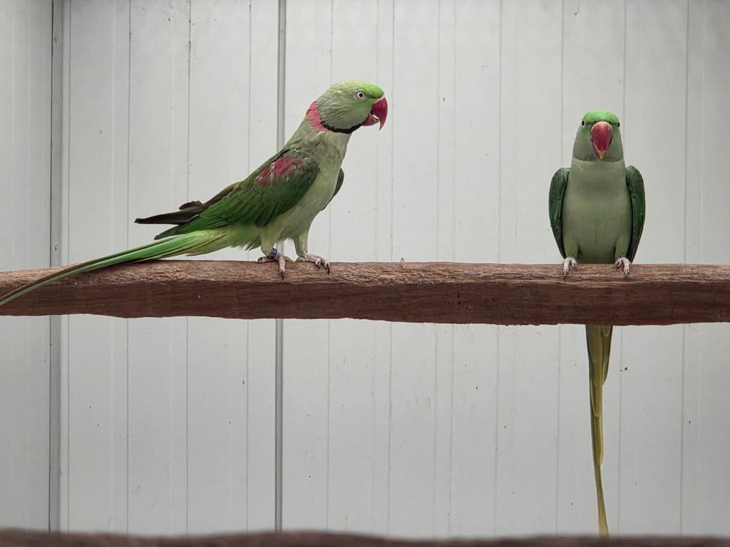 1-1 alexanderparkieten groen '23 x '21 (laatste koppel), Dieren en Toebehoren, Vogels | Parkieten en Papegaaien, Geringd