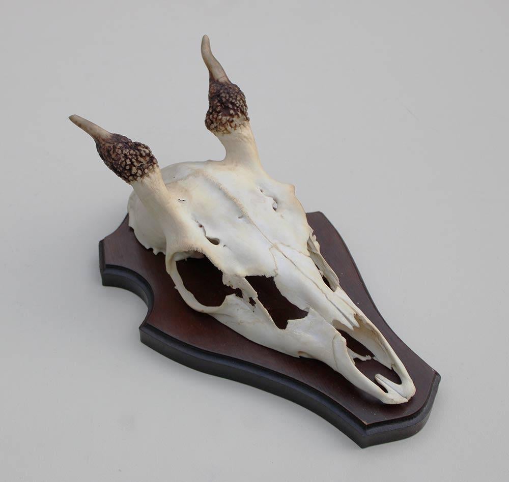 DAMHERT SPIES GEWEI OP HOUTEN SCHILD, Collections, Collections Animaux, Utilisé, Bois ou Tête, Cerf, Enlèvement ou Envoi