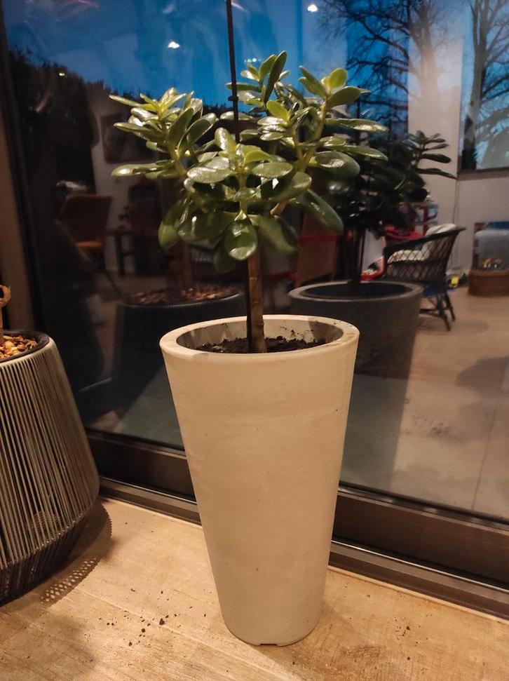 Vetplant ovata crassula met pot, Tuin en Terras, Bloembakken en Plantenbakken, Ophalen