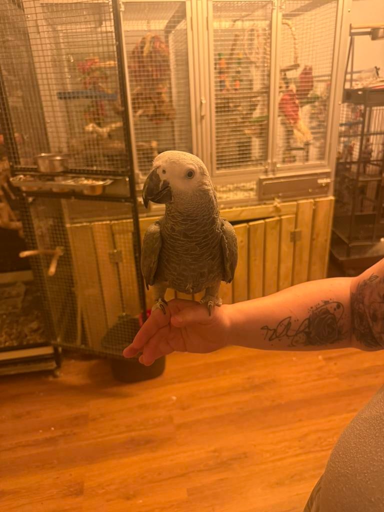 Grijze roodstaart papegaai coco 1 jaar, Mâle, Perroquet, Parleur