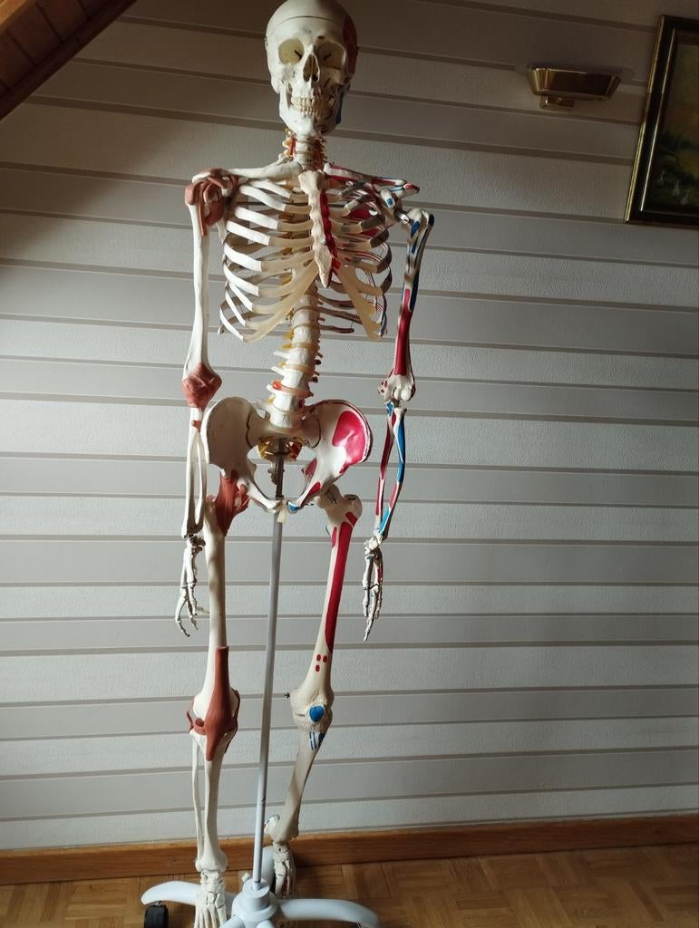 Anatomisch skelet, Ophalen