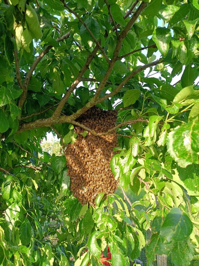 Enlèvement essaims d'abeilles, Enlèvement