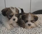 Shih tzu - x, Parvo, België, Handelaar, 8 tot 15 weken