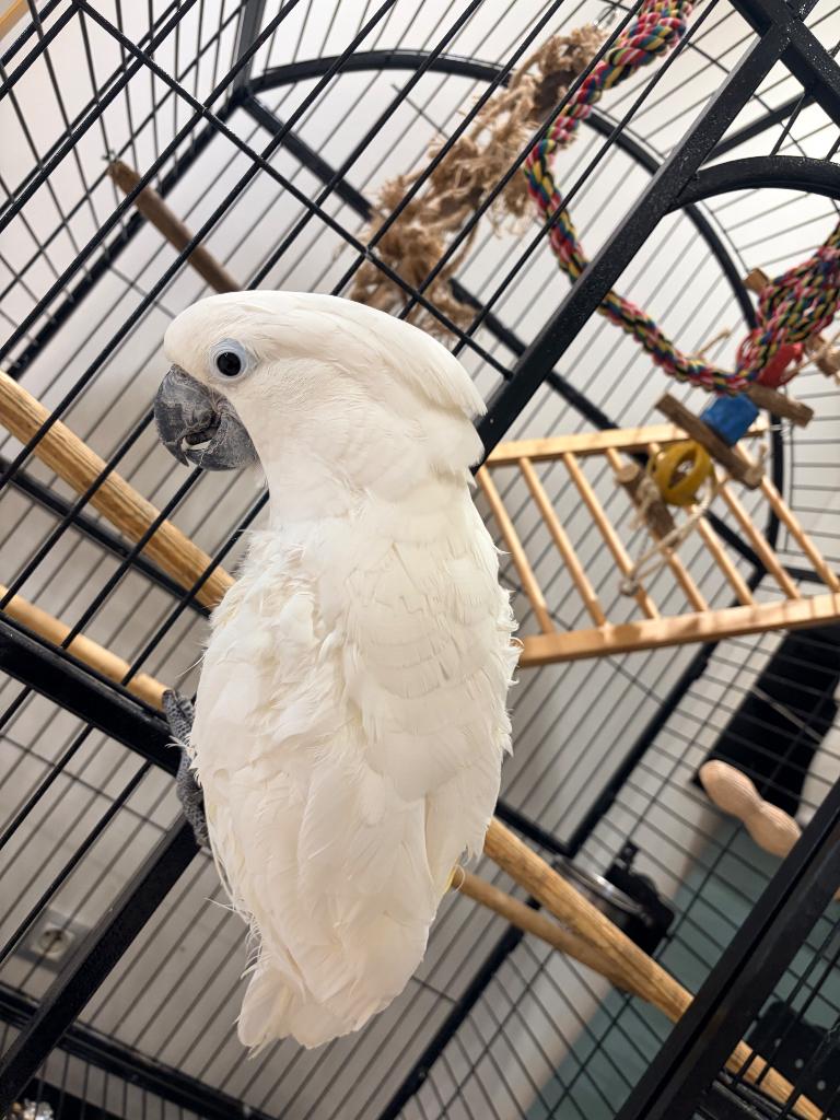 Cacatoès, Mâle, Perroquet