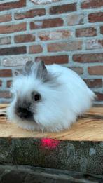 Teddydwerg rammetje, Petit