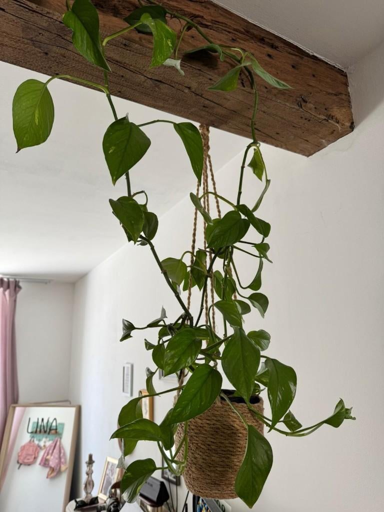 Plante d'intérieur - pot inclus, Maison & Meubles, Plantes d'intérieur, Enlèvement ou Envoi, En pot