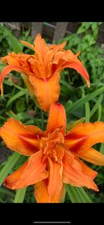 Plant tuin, Tuin en Terras, Ophalen