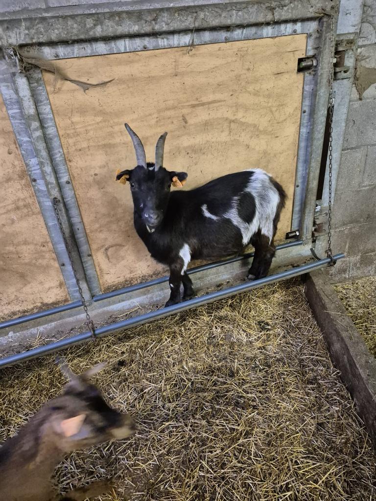 Dwerggeit en lammetje, Dieren en Toebehoren, Schapen, Geiten en Varkens, Vrouwelijk, Geit