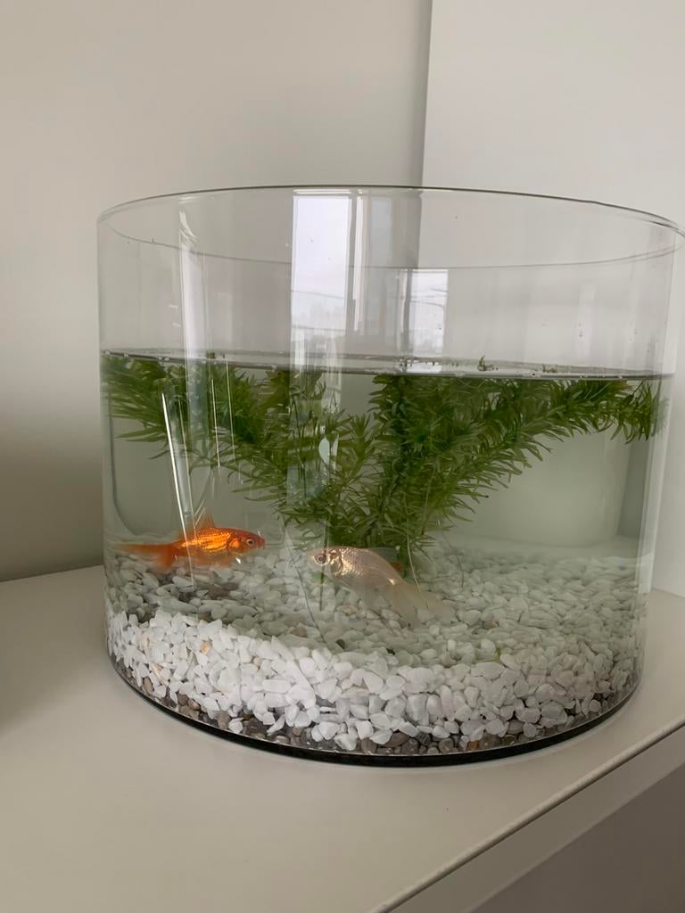 Vis bokaal, Dieren en Toebehoren, Ophalen, Zo goed als nieuw