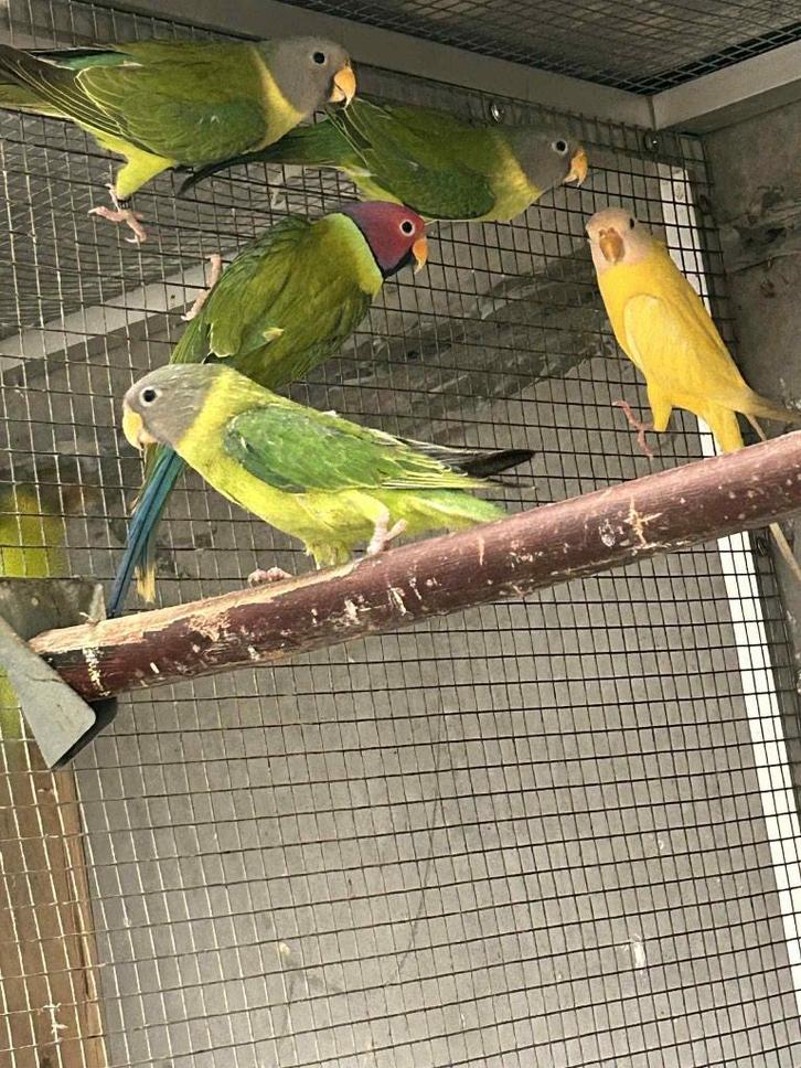 Koppels Pruimkoppen, Dieren en Toebehoren, Vogels | Parkieten en Papegaaien
