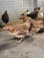 Marans tarwe kleur, Dieren en Toebehoren, Pluimvee, Vrouwelijk, Kip