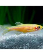 Danios, Dieren en Toebehoren, Vissen | Aquariumvissen, Vis, Zoetwatervis, Schoolvis