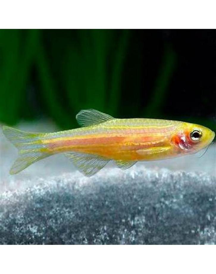 Danios, Dieren en Toebehoren, Vissen | Aquariumvissen, Zoetwatervis, Vis, Schoolvis