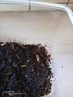 Grenouilles+terrarium+lampes+plantes+humidificateur., Enlèvement, Utilisé