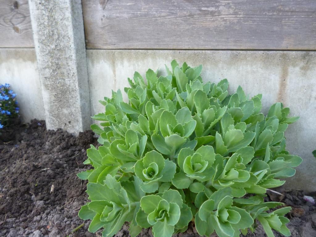 vaste planten, Ophalen, Zomer, Vaste plant