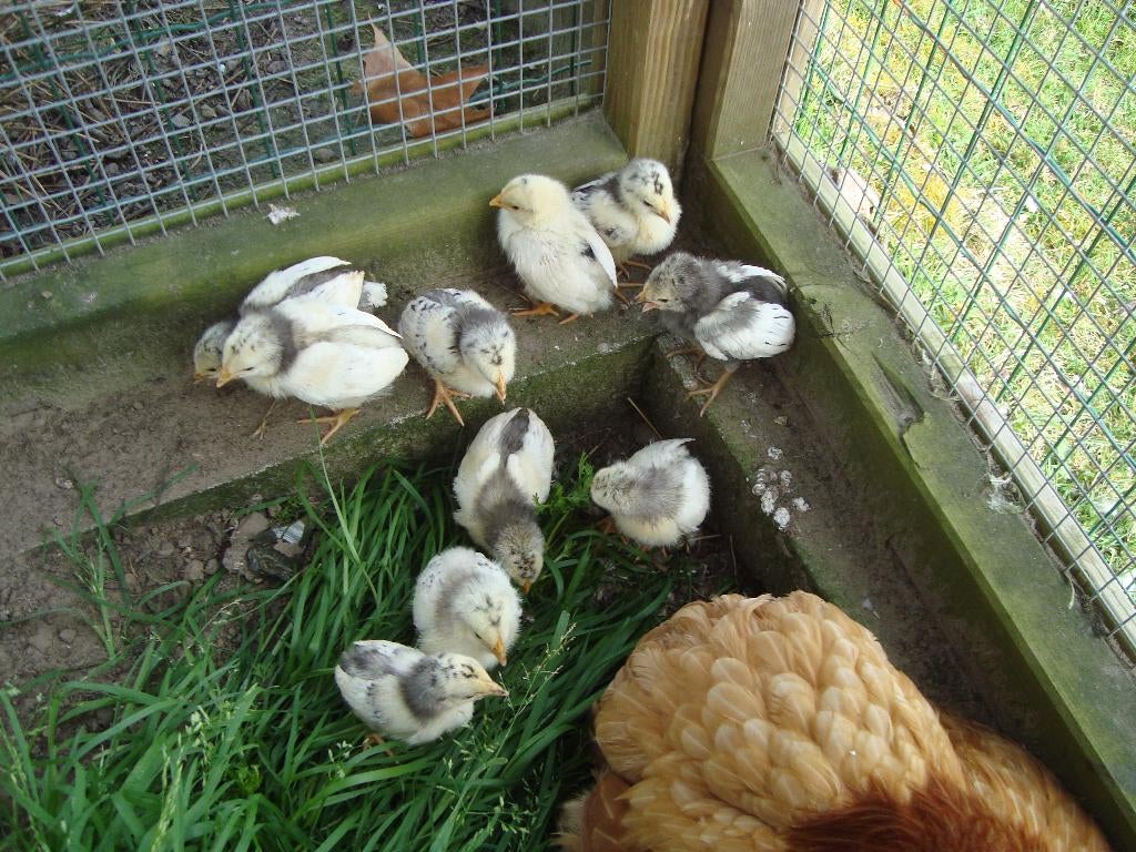 kuikentjes, Animaux & Accessoires, Volatiles, Sexe inconnu, Poule ou poulet