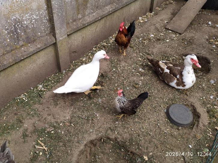 Barberie eenden - muskus eenden, Dieren en Toebehoren, Pluimvee