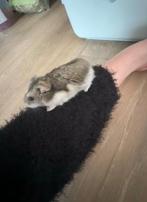 Handtamme dwerghamster, Dieren en Toebehoren, Knaagdieren, November