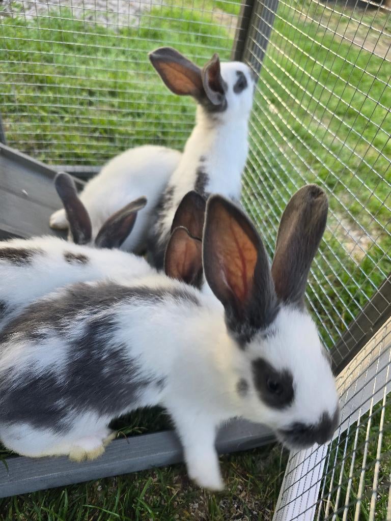 Konijn- 6 weken oude!, Dieren en Toebehoren, Konijnen, Meerdere dieren, Middelgroot, 0 tot 2 jaar
