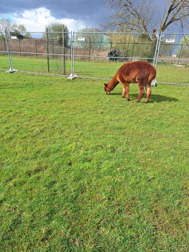 Te koop: lieve alpaca hengst (niet gecastreerd), Dieren en Toebehoren, Augustus, Mannelijk