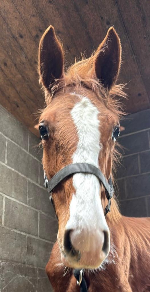 Jaarling te koop, Dieren en Toebehoren, Paarden, Springpaard, Met stamboom, 0 tot 2 jaar, Hengst