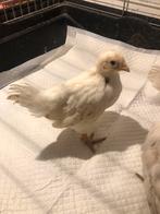 Haantjes isa brwon, Dieren en Toebehoren, Pluimvee, Mannelijk, Kip