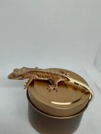 Phantom lilly white spots