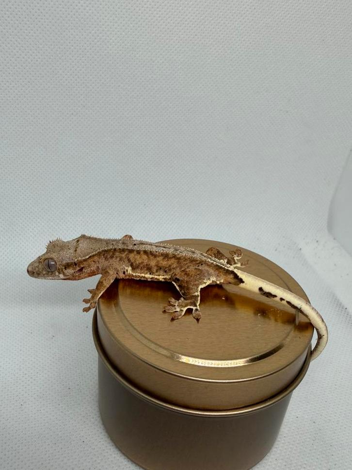 Phantom lilly white spots, Dieren en Toebehoren, Reptielen en Amfibieën