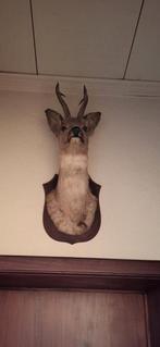 Tete de chevreuil, Collections, Collections Animaux, Enlèvement, Comme neuf, Cerf, Bois ou Tête