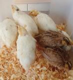 Jonge Japanse kwartels, Dieren en Toebehoren, Vogels | Overige Vogels