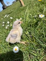 Ras Kuikens, Dieren en Toebehoren