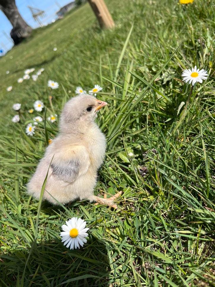 Ras Kuikens, Dieren en Toebehoren, Pluimvee