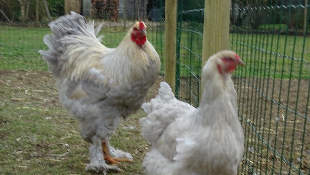 Œufs à éclore par Brahma Isabel Partridge.