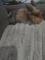 Vrouwelijk Leeuwenkopje bijna 1jaar, Dieren en Toebehoren, Juli, Vrouwelijk, Overige typen, Tam