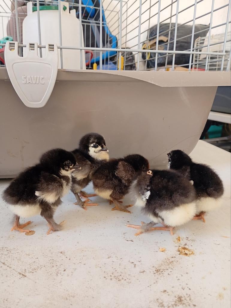 Eendagskuikens Marans en amrock te koop 10 kopen 2 gratis