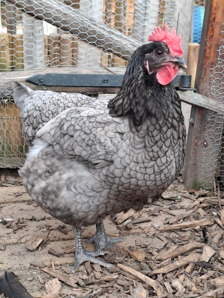 Bleu de landes hen, 1 jaar oud, Dieren en Toebehoren, Pluimvee