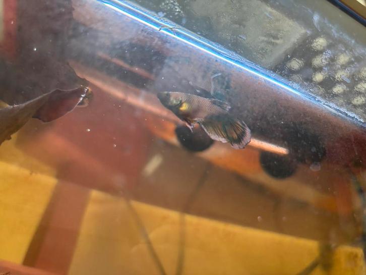 Unieke Baby Betta’s(Galaxy/Koi x Fluorescerend Gen) zeldzaam, Dieren en Toebehoren, Vissen | Aquariumvissen, Zoetwatervis, Vis