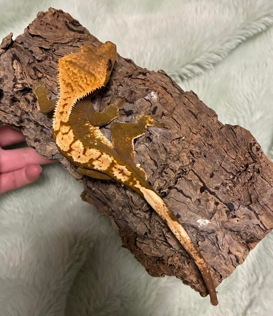 Wimpergekko man, Lézard, Domestique, 0 à 2 ans