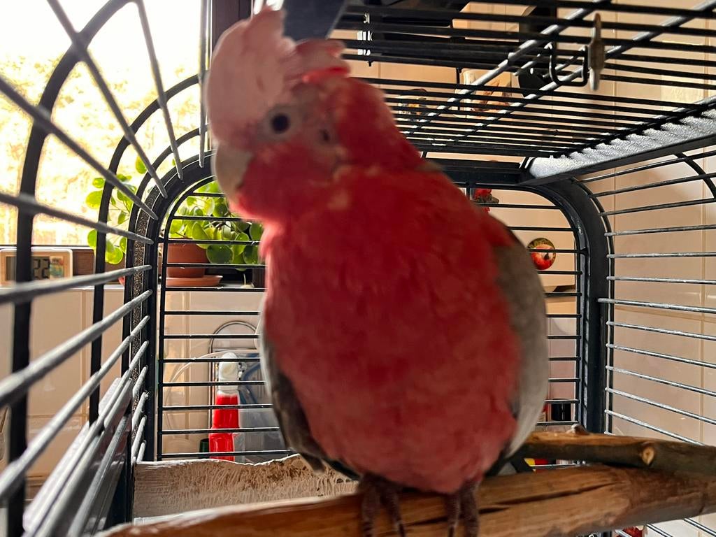 Rosé kaketoe , vaste voetring , broedrijpe, Dieren en Toebehoren, Vogels | Parkieten en Papegaaien